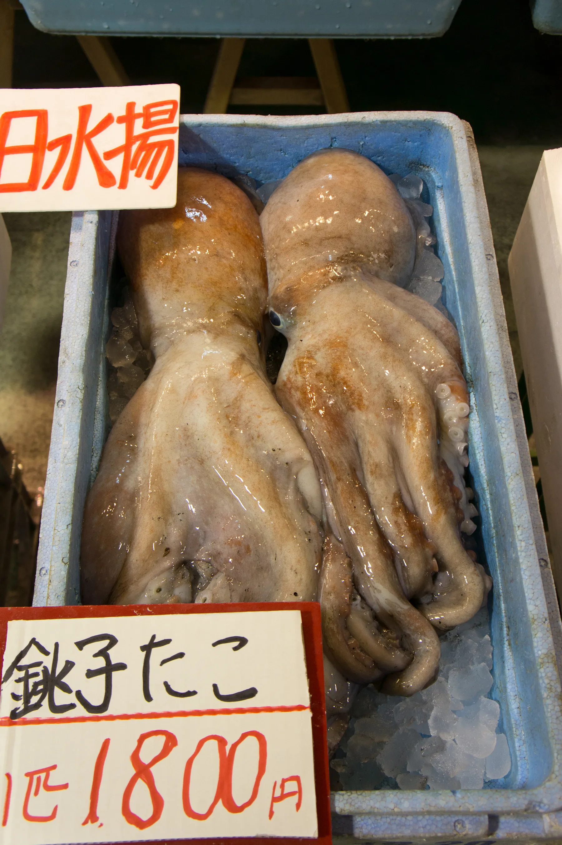 立派なタコ