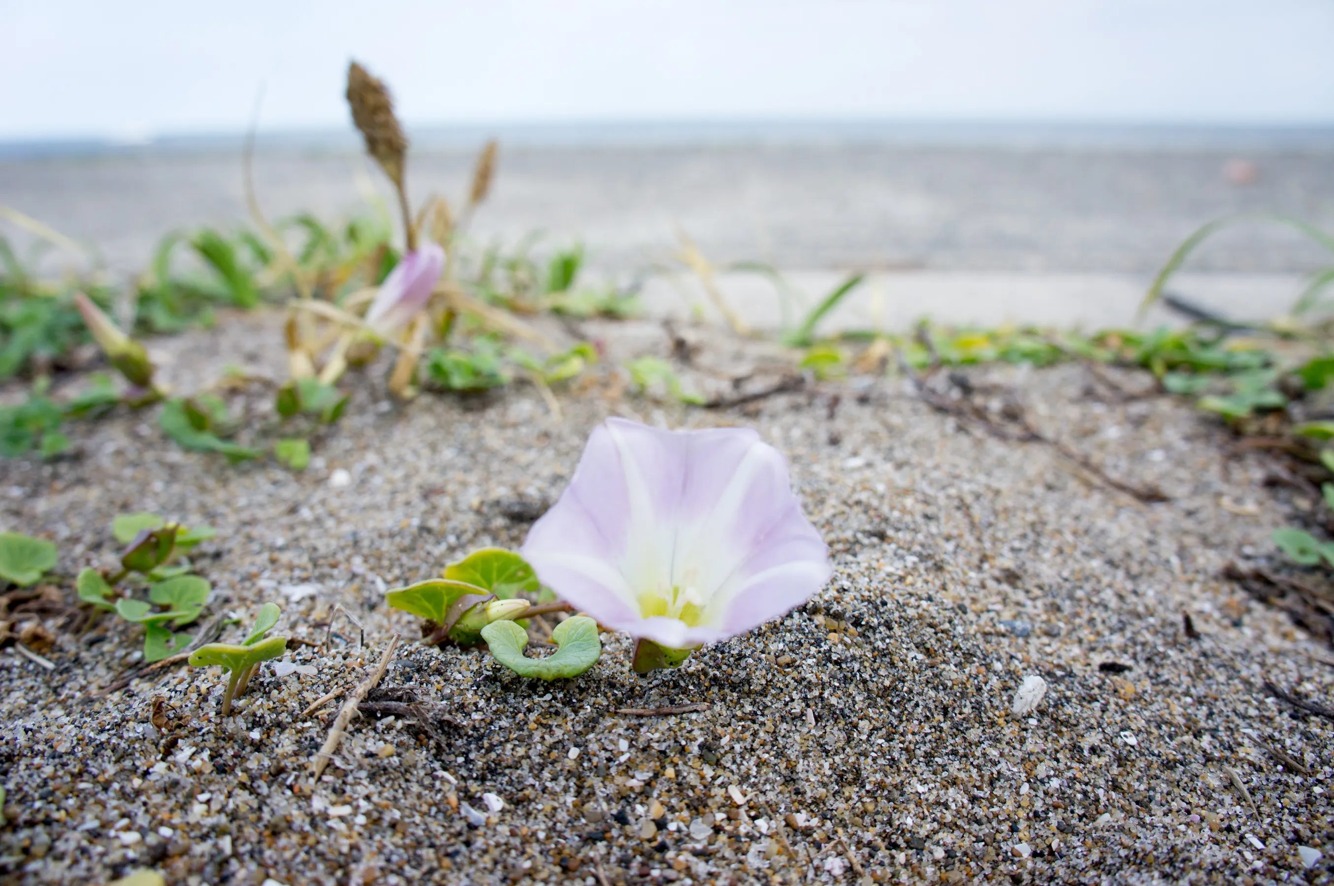 君ケ浜の各所に群生している