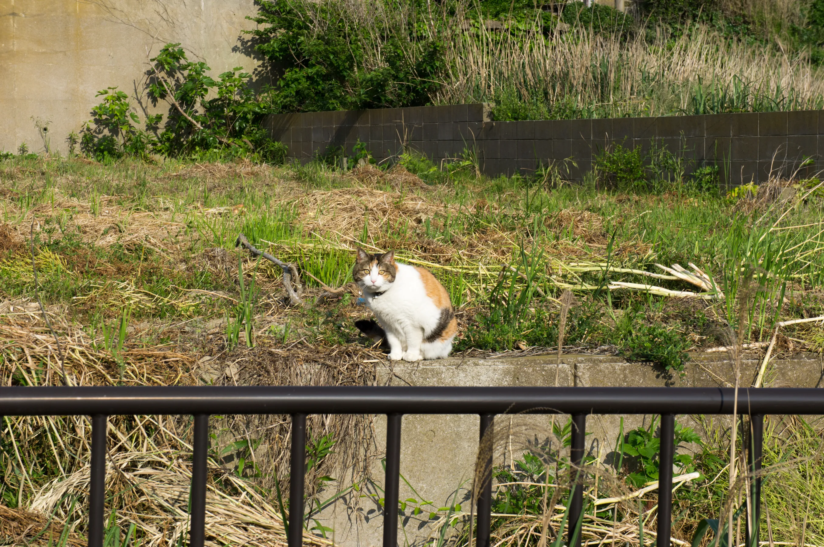 名洗周辺では猫を多く見かけた